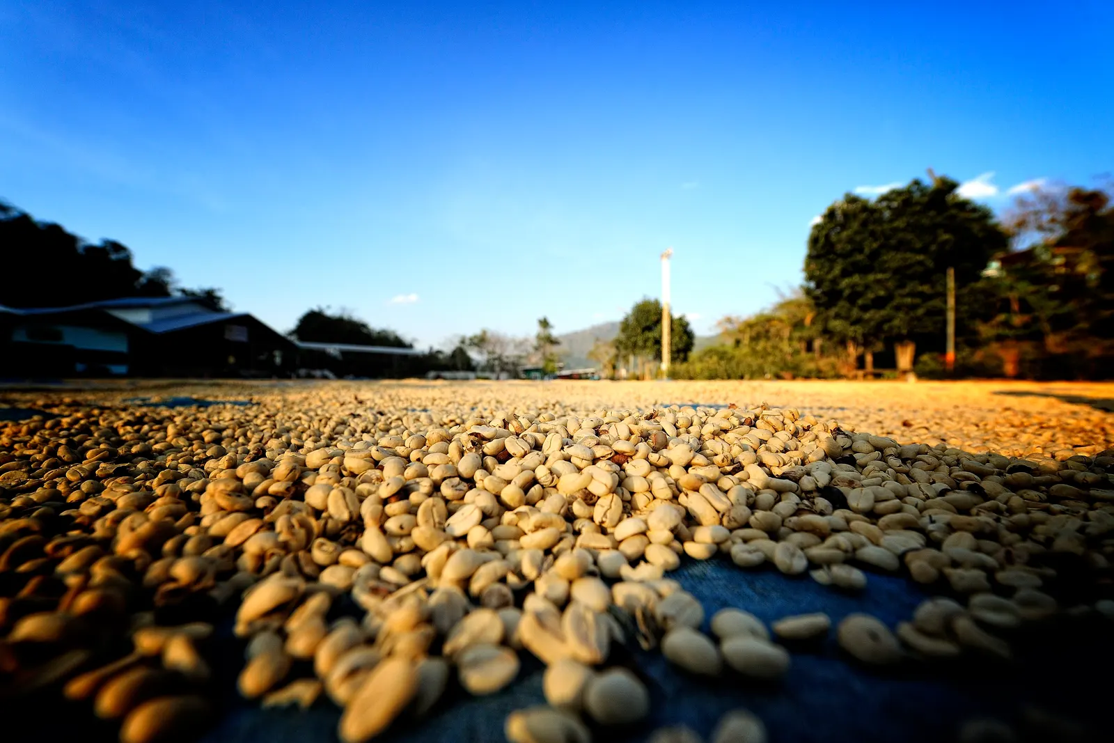 Coffee beans drying in the sun at Doi Chang, a coffee-growing village in the hills of Chiang Rai